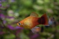 Platy fish Xiphophorus Maculatus  swimming in exotic tropical aquarium Royalty Free Stock Photo