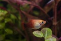 Platy fish Xiphophorus Maculatus  swimming in exotic tropical aquarium Royalty Free Stock Photo