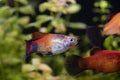 Platy fish Xiphophorus Maculatus  swimming in exotic tropical aquarium Royalty Free Stock Photo