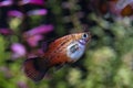 Platy fish Xiphophorus Maculatus  swimming in exotic tropical aquarium Royalty Free Stock Photo