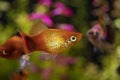 Platy fish Xiphophorus Maculatus  swimming in exotic tropical aquarium Royalty Free Stock Photo