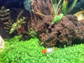 Platy Kohaku fish in aquatic plant tank