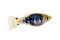 Platy metallic green blue Xiphophorus maculatus tropical aquarium fish Royalty Free Stock Photo