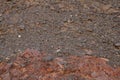 Platyceps Rhodorachis snake also known as Jan`s Cliff Racer between the stones