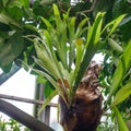 Platycerium bifurcatum in the greenhouse