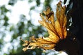 Platycerium coronarium fern