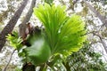 Platycerium fern. Royalty Free Stock Photo