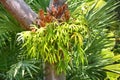 Platycerium fern on tree Royalty Free Stock Photo