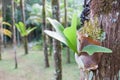 Platycerium ferns Royalty Free Stock Photo