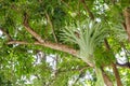 Platycerium perched on a tree Royalty Free Stock Photo