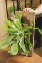 Platycerium or Staghorn Fern Mounted on Board Royalty Free Stock Photo