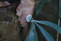 Platycerium Staghorn ferns.