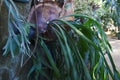 Platycerium Staghorn ferns.