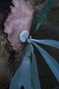 Platycerium Staghorn ferns.