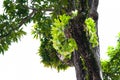 Platycerium superbum on big tree, Green staghorn fern species of fern nature