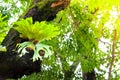 Platycerium superbum on big tree, Green staghorn fern species of fern nature