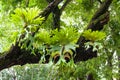 Platycerium superbum on big tree, Green staghorn fern species of fern nature