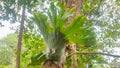 Platycerium superbum is a fern type plant that grows widely in tropical areas