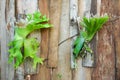 Platycerium superbum on wooden wall, Green staghorn fern species of fern nature at garden