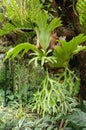 Platycerium wallichii plant