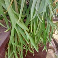 platycerium willinckii plant like deer antler