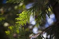 Platycladus orientalis, also known as Chinese thuja macro shot