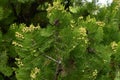 Platycladus orientalis \'Elegantissima\' female flowers.