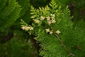 Platycladus orientalis \'Elegantissima\' female flowers.