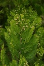 Platycladus orientalis \'Elegantissima\' female flowers.