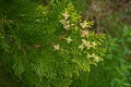 Platycladus orientalis \'Elegantissima\' female flowers.