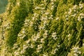 Platycladus orientalis or oriental arborvitae or biota or chinese thuja plant