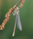 The Platycnemididae are a family of damselflies.