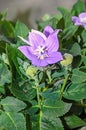 Platycodon Grandiflorus Astra Blue, Balloon Flower With Buds And Green Leafs