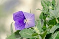 Platycodon Grandiflorus Astra Blue, Balloon Flower With Buds And