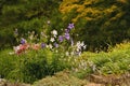 Platycodon Grandiflorus Astra Blue, Balloon Flower Royalty Free Stock Photo