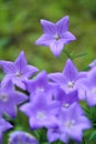 Platycodon grandiflorus Royalty Free Stock Photo