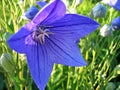 Platycodon grandiflorus flower