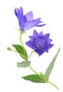 Platycodon grandiflorus Royalty Free Stock Photo