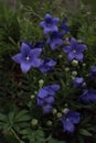 Platycodon grandiflorus flower