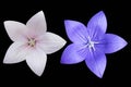 Platycodon grandiflorus pale pink and violet flowers isolated on Royalty Free Stock Photo