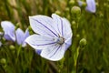 Platycodon grandiflorus `Perlmutterschale` Royalty Free Stock Photo