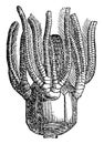 Platycrinus, vintage illustration