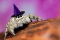 Platycryptus undatus jumping spider with halloween hat.