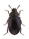 Platydema violaceum Royalty Free Stock Photo