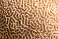 Platygyra. Brain coral specimen. Selective focus nature pattern background image