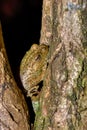 Platypelis grandis, endemic species of frog. Nosy Mangabe. Madagascar wildlife