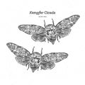 Platypleura kaempferi cicada, hand draw sketch vector Royalty Free Stock Photo