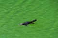 Platypus in Atherton Tablelands, Australia