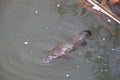 a platypus  in  a creek on the Eungella National Park, Queensland, Australia Royalty Free Stock Photo