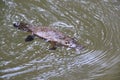 a platypus  in  a creek on the Eungella National Park, Queensland, Australia Royalty Free Stock Photo